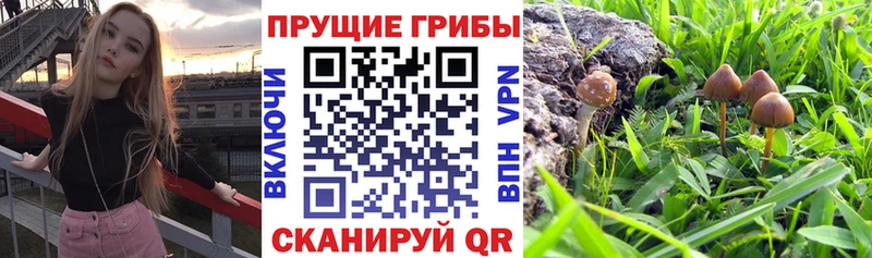 цена наркотик Пыть-Ях Псилоцибиновые грибы мицелий